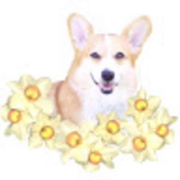 penfrocorgis